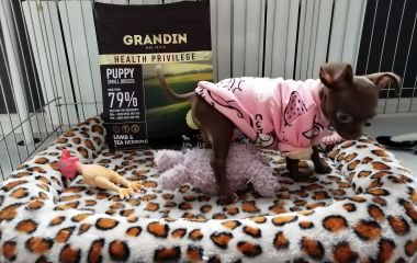 Корм Grandin для собак и кошек. мнение ветеринаров